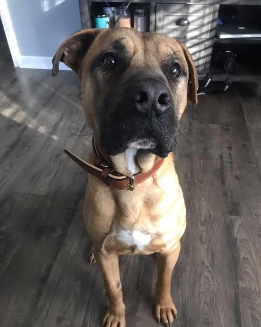 Adopted!!!! Hi! I’m Dino. I’m 2 years old and extremely well mannered. I know basic commands and take treats extremely gently (*hint* *hint* give me more treats!!) I like female dogs but would do best in a home where I am the only dog. I am crate trained and enjoy napping in my crate while my foster mom works. I walk well on a leash and love to be outside. I arrived from South Carolina three days ago and have already seen snow! It was pretty cool and I loved walking in it but I’m ok if it doesn’t happen again until winter *paws crossed* If you want a big softie that loves people and attention I’m your guy.