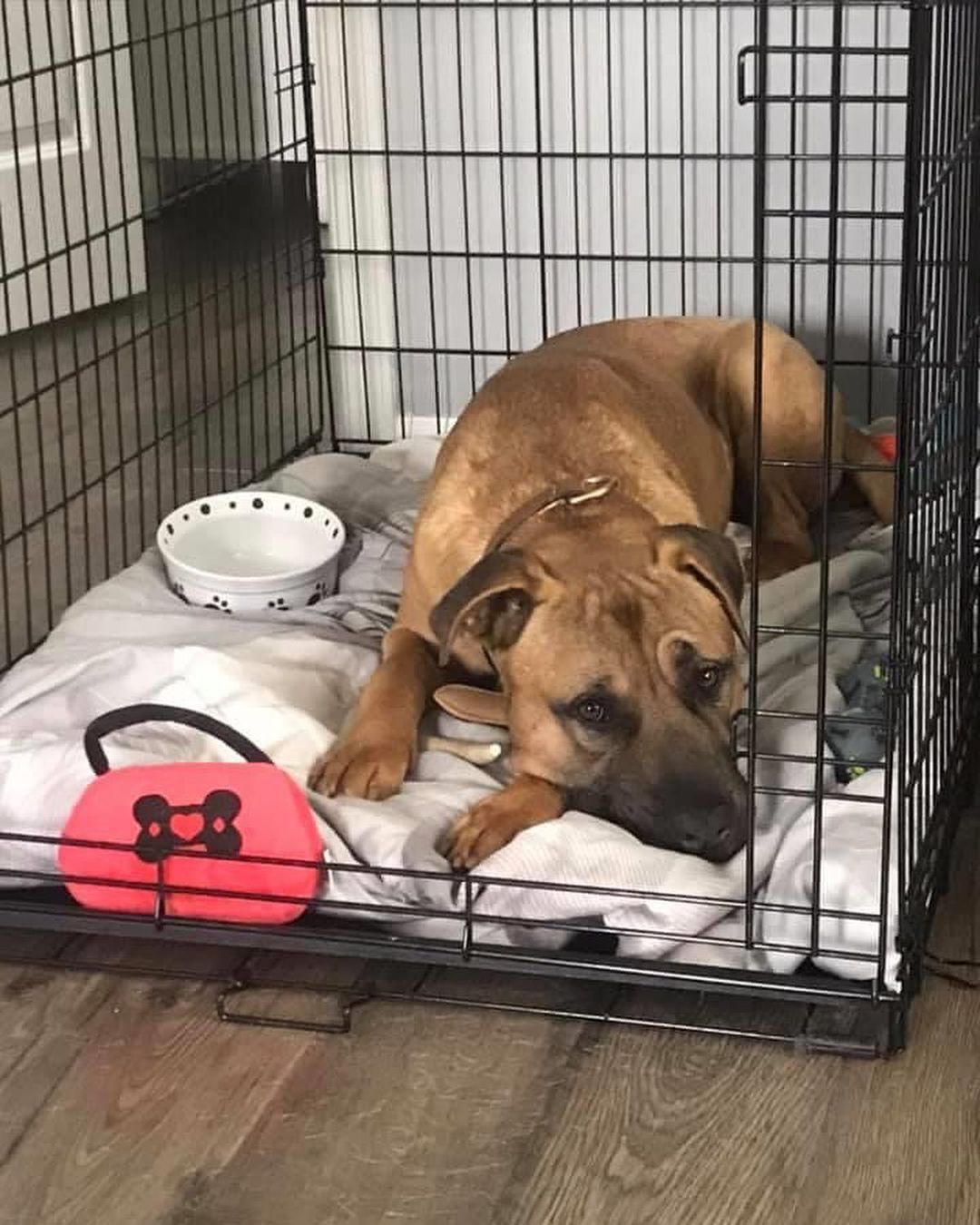 Adopted!!!! Hi! I’m Dino. I’m 2 years old and extremely well mannered. I know basic commands and take treats extremely gently (*hint* *hint* give me more treats!!) I like female dogs but would do best in a home where I am the only dog. I am crate trained and enjoy napping in my crate while my foster mom works. I walk well on a leash and love to be outside. I arrived from South Carolina three days ago and have already seen snow! It was pretty cool and I loved walking in it but I’m ok if it doesn’t happen again until winter *paws crossed* If you want a big softie that loves people and attention I’m your guy.