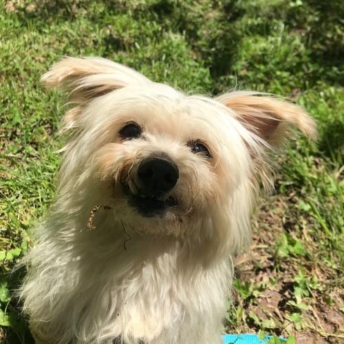 Hello there! 👋 Lacy hopes to share her lovely smile with a forever home soon! 🤞 🏡 💕 .
...
...
...
Lacy is available for adoption! More info on our website (link in profile).
...
...
...
<a target='_blank' href='https://www.instagram.com/explore/tags/adoptables/'>#adoptables</a> <a target='_blank' href='https://www.instagram.com/explore/tags/adoptabledogs/'>#adoptabledogs</a> <a target='_blank' href='https://www.instagram.com/explore/tags/adoptablepets/'>#adoptablepets</a> <a target='_blank' href='https://www.instagram.com/explore/tags/adoptablepetsofinstagram/'>#adoptablepetsofinstagram</a> <a target='_blank' href='https://www.instagram.com/explore/tags/rescuedogofinstagram/'>#rescuedogofinstagram</a> <a target='_blank' href='https://www.instagram.com/explore/tags/rescuedogoftheday/'>#rescuedogoftheday</a> <a target='_blank' href='https://www.instagram.com/explore/tags/rescuepoodle/'>#rescuepoodle</a> <a target='_blank' href='https://www.instagram.com/explore/tags/rescuepoodlesofinstagram/'>#rescuepoodlesofinstagram</a> <a target='_blank' href='https://www.instagram.com/explore/tags/rescueyourbestfriend/'>#rescueyourbestfriend</a> <a target='_blank' href='https://www.instagram.com/explore/tags/adoptdontshop/'>#adoptdontshop</a> <a target='_blank' href='https://www.instagram.com/explore/tags/adoptme/'>#adoptme</a> <a target='_blank' href='https://www.instagram.com/explore/tags/adoptmeplease/'>#adoptmeplease</a> <a target='_blank' href='https://www.instagram.com/explore/tags/cpradoptable/'>#cpradoptable</a><a target='_blank' href='https://www.instagram.com/explore/tags/rescuedog/'>#rescuedog</a> <a target='_blank' href='https://www.instagram.com/explore/tags/rescue/'>#rescue</a> <a target='_blank' href='https://www.instagram.com/explore/tags/rescuedogsofinstagram/'>#rescuedogsofinstagram</a> <a target='_blank' href='https://www.instagram.com/explore/tags/poodle/'>#poodle</a> <a target='_blank' href='https://www.instagram.com/explore/tags/poodlesofinstagram/'>#poodlesofinstagram</a> <a target='_blank' href='https://www.instagram.com/explore/tags/nonprofit/'>#nonprofit</a> <a target='_blank' href='https://www.instagram.com/explore/tags/nonprofitorganization/'>#nonprofitorganization</a> <a target='_blank' href='https://www.instagram.com/explore/tags/animalrescue/'>#animalrescue</a> <a target='_blank' href='https://www.instagram.com/explore/tags/nonprofits/'>#nonprofits</a> <a target='_blank' href='https://www.instagram.com/explore/tags/nonprofitsrock/'>#nonprofitsrock</a> <a target='_blank' href='https://www.instagram.com/explore/tags/maltese/'>#maltese</a> <a target='_blank' href='https://www.instagram.com/explore/tags/malteseofinstagram/'>#malteseofinstagram</a> <a target='_blank' href='https://www.instagram.com/explore/tags/malteselovers/'>#malteselovers</a> <a target='_blank' href='https://www.instagram.com/explore/tags/toypoodle/'>#toypoodle</a> <a target='_blank' href='https://www.instagram.com/explore/tags/toypoodlesofinstagram/'>#toypoodlesofinstagram</a> <a target='_blank' href='https://www.instagram.com/explore/tags/toypoodles/'>#toypoodles</a>